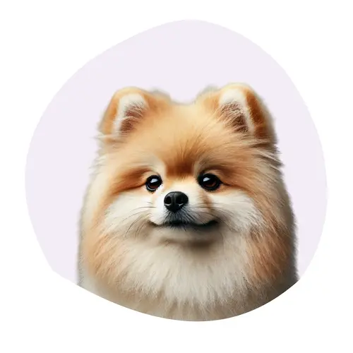 Spitz nain
